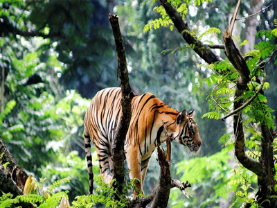 Kerala Wildlife Hill Tour